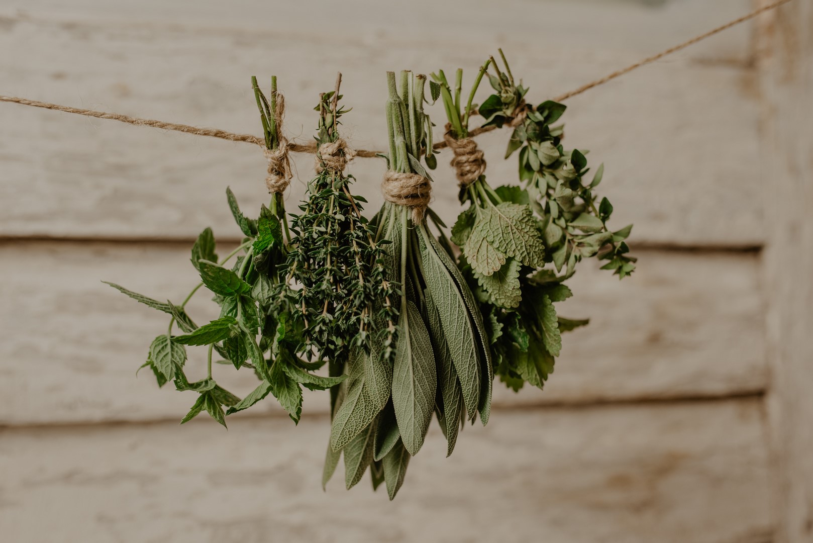 pęczki suszonych ziół powieszone na sznurku